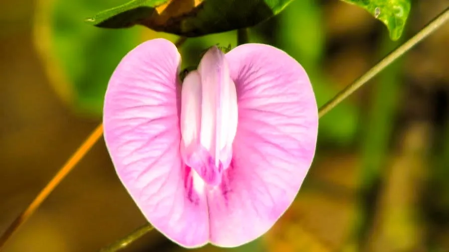 Image attachment from a user